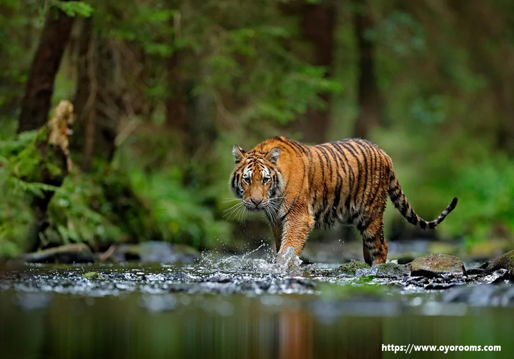 Kerala's Famous Wildlife Destination