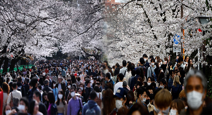 Cherry Blossom Viewing Spots Away from Crowds in Japan
