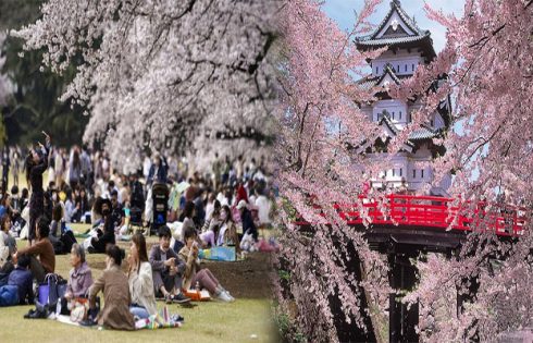 Cherry Blossom Viewing Spots Away from Crowds in Japan