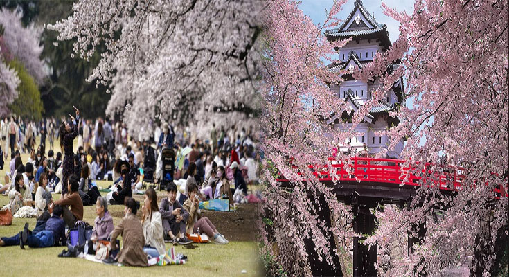 Cherry Blossom Viewing Spots Away from Crowds in Japan